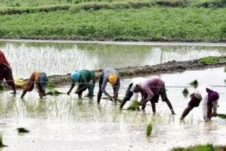 डिजिटल फसल सर्वेक्षण से धान का रकबा असामान्य रूप से अधिक होने का पता चला है