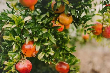 Grow pomegranate at home in a pot know the easy way anar ghar me ugaen गमले में उगाएं लाल मोती जैसे दानों वाला अनार, जानें क्या है आसान तरीका