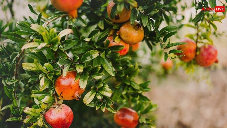 Grow pomegranate at home in a pot know the easy way anar ghar me ugaen गमले में उगाएं लाल मोती जैसे दानों वाला अनार, जानें क्या है आसान तरीका