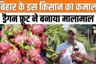 Dragon fruit farming made the farmer rich, also earned a big name, watch video