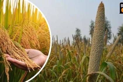 यूपी समेत कई राज्यों में बाजरा और धान में रोगों के प्रकोप से किसान परेशान हैं.