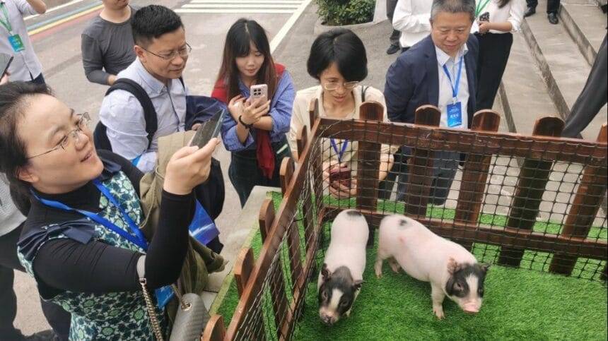 ज़ेनोट्रांसप्लांट इनोवेशन सम्मेलन के लिए विशेषज्ञ नेइजियांग में एकत्रित हुए