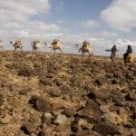 टिकाऊ कृषि को आगे बढ़ाने और आजीविका में सुधार के लिए ऊँट क्षेत्र का समर्थन करना महत्वपूर्ण है: एफएओ पशुधन विशेषज्ञ