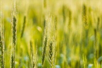 एफएमसी ने भारत में गेहूं किसानों के लिए एंब्रिवा हर्बिसाइड लॉन्च किया