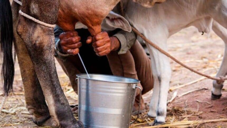 गौ-पालकों को इस पहल का लाभ मिलने की उम्मीद की जा रही है (Photo-Kisan Tak)