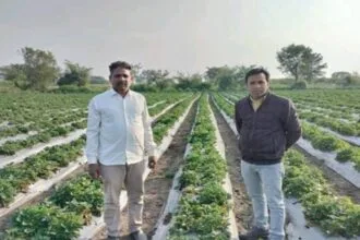 अपने खेत में स्‍ट्रॉबेरी फसल दिखाते हुए बाबूलाल पाटीदार.