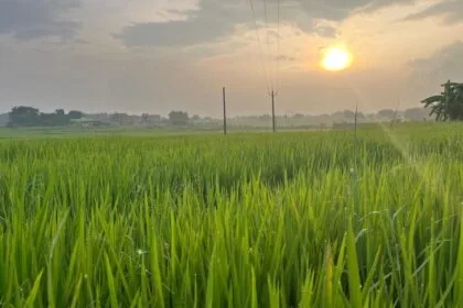 कृषि सलाह (सांकेतिक तस्वीर)