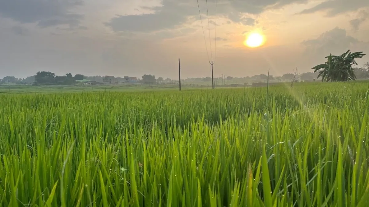 कृषि सलाह (सांकेतिक तस्वीर)