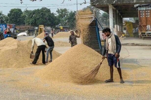 हरियाणा में धान की खरीद तेज