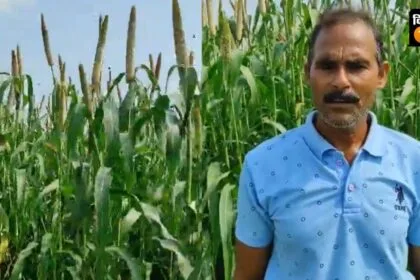 वाराणसी के प्रगतिशील किसान उदयभान सिंह ने 2 एकड़ खेत में बेहद कम लागत में बाजरा की खेती की है.