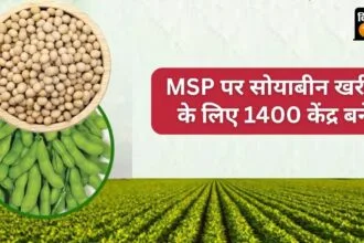 एमपी सरकार ने 13.68 लाख मीट्रिक टन सोयाबीन खरीद का टारगेट रखा है.