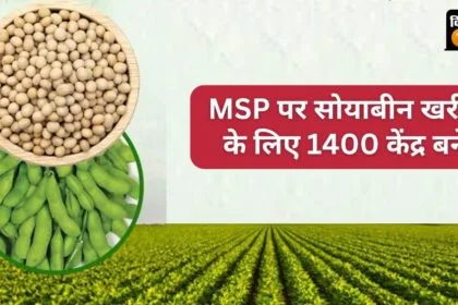 एमपी सरकार ने 13.68 लाख मीट्रिक टन सोयाबीन खरीद का टारगेट रखा है.