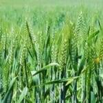 Farmers should sow this variety of wheat in Rabi season, they will get bumper yield soon with less irrigation.