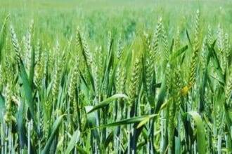 Farmers should sow this variety of wheat in Rabi season, they will get bumper yield soon with less irrigation.