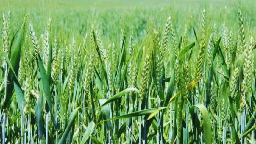 Farmers should sow this variety of wheat in Rabi season, they will get bumper yield soon with less irrigation.