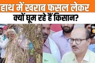 Farmers took to the streets carrying ruined paddy crop, protested, watch video