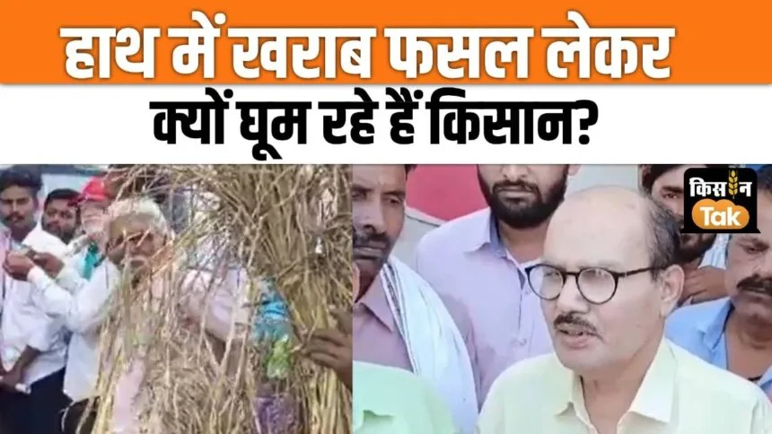 Farmers took to the streets carrying ruined paddy crop, protested, watch video