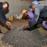 किसानों ने संसद से कहा, जागो और कॉफी की खुशबू लो