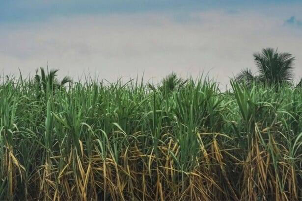 किसानों ने समर्थन के लिए कृषि संघों से जुड़ने का आग्रह किया