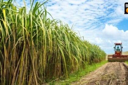 नवंबर में गन्ना उत्पादन का पहला अग्रिम अनुमान जारी किया जाएगा.