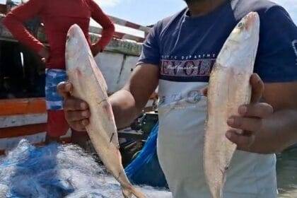 Assam: Surge in Ilish fish abundance in Dhubri’s Brahmaputra; fishermen urged to practice sustainable catching