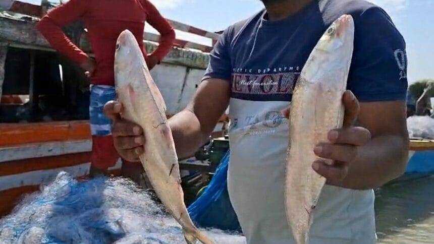 Assam: Surge in Ilish fish abundance in Dhubri’s Brahmaputra; fishermen urged to practice sustainable catching