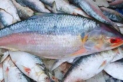 Bangladesh produces nearly 70 percent of the world’s hilsa and it is also the country’s national fish.