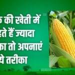 For more profit in maize farming, farmers should choose these two varieties, they will get huge benefits.