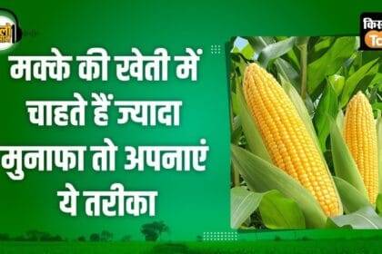 For more profit in maize farming, farmers should choose these two varieties, they will get huge benefits.