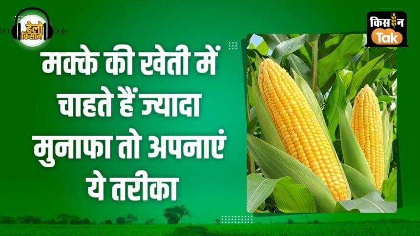 For more profit in maize farming, farmers should choose these two varieties, they will get huge benefits.