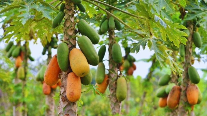 पपीते की खेती