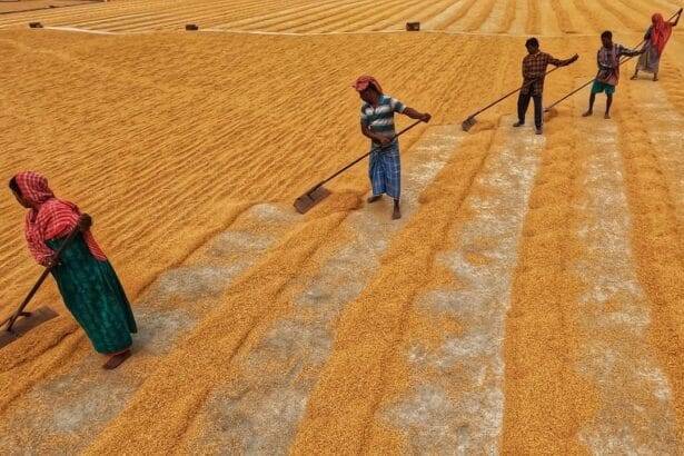 चीनी और अनाज के कारण सितंबर में वैश्विक खाद्य कीमतें 3% बढ़ीं: एफएओ