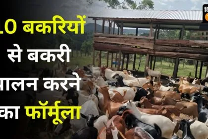 10 बकरियों से बकरी पालन का तरीका