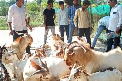 ग्रामीण युवाओं के लिए बकरी पालन बना स्वरोजगार का नया साधन