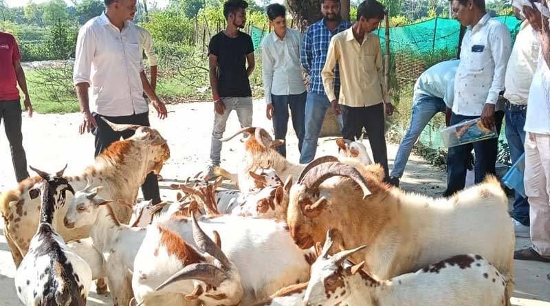 ग्रामीण युवाओं के लिए बकरी पालन बना स्वरोजगार का नया साधन