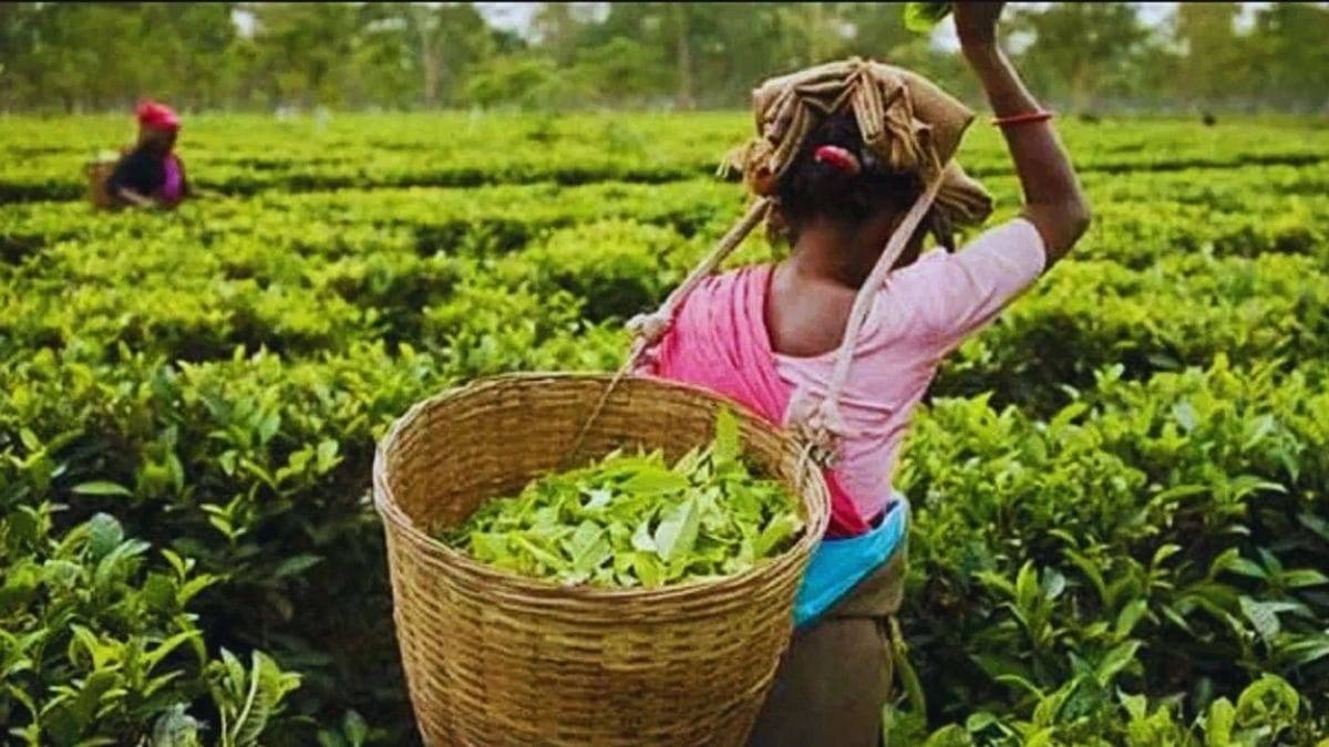 चाय की खेती