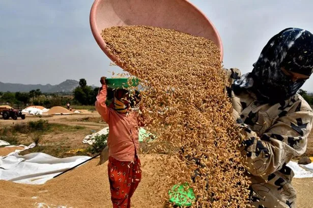 केंद्र ने चावल मिलर्स की शिकायत निवारण के लिए मोबाइल ऐप लॉन्च किया