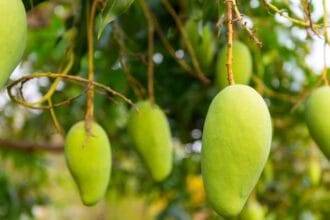 Mango Farmers Of Uttar Pradesh Get Good Value of their mangoes UP Government बागवानों को बेहतर दाम दिए जाने का सरकार कर रही प्लान, आपके लिए जानना है जरूरी