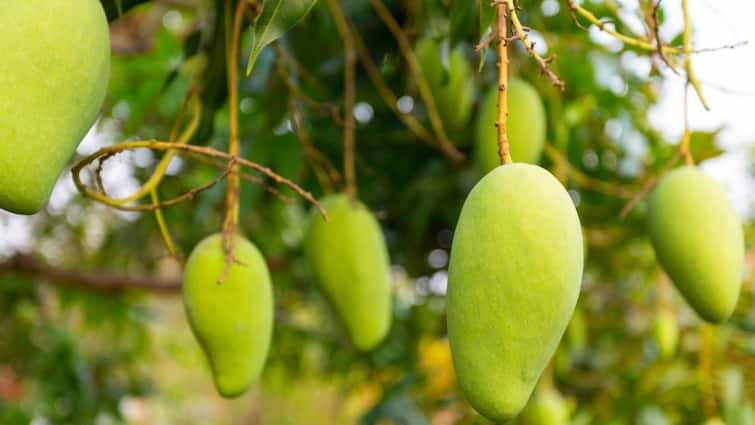 Mango Farmers Of Uttar Pradesh Get Good Value of their mangoes UP Government बागवानों को बेहतर दाम दिए जाने का सरकार कर रही प्लान, आपके लिए जानना है जरूरी