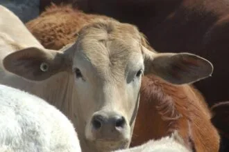 केंद्र ने 200 करोड़ रुपये की लागत से 21वीं पशुधन जनगणना शुरू की; सरकार को सही नीतियां बनाने में मदद करने के लिए डेटा