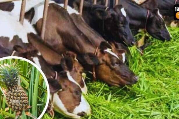 कृषि वैज्ञानिकों ने पत्तियों से बनने वाले हरे चारे की शेल्फ लाइफ 1 साल तक बढ़ाने का तरीका खोजा है.