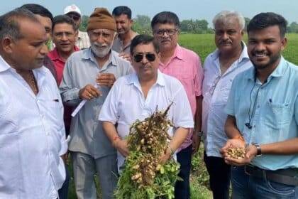 एसईए सर्वेक्षण का अनुमान है कि इस सीजन में गुजरात में मूंगफली उत्पादन में 27% की वृद्धि होगी