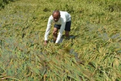 बारिश से हरियाणा में फसल बर्बाद. (सांकेतिक फोटो)