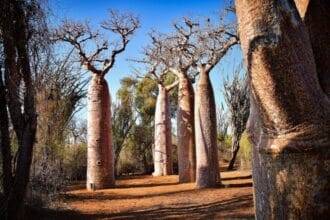 Mining activities threaten honey production in the Caatinga biome