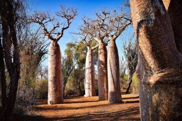 Mining activities threaten honey production in the Caatinga biome
