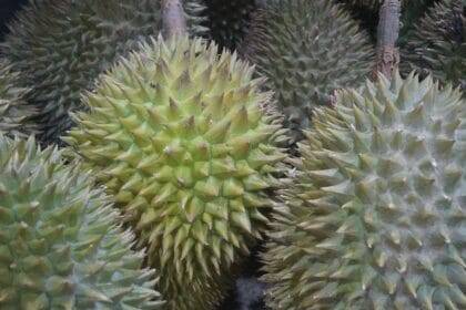 उच्च मुनाफ़ा वियतनाम के डूरियन व्यापार में अवैध प्रथाओं को बढ़ावा देता है