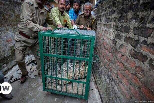 भारत तेंदुए के हमलों में वृद्धि को कैसे रोक सकता है? - डीडब्ल्यू - 10/31/2024