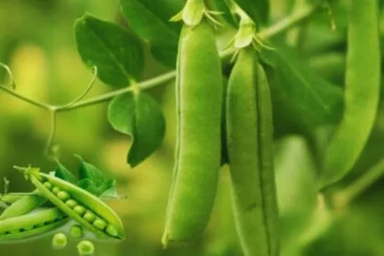 मटर की खेती के लिए टिप्स.