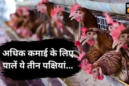 अधिक कमाई वाली पक्षियां