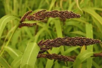 मोटे अनाज की खेती